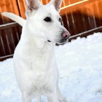 Dog Dog