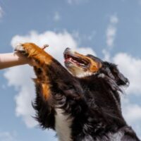 Dog_Bite